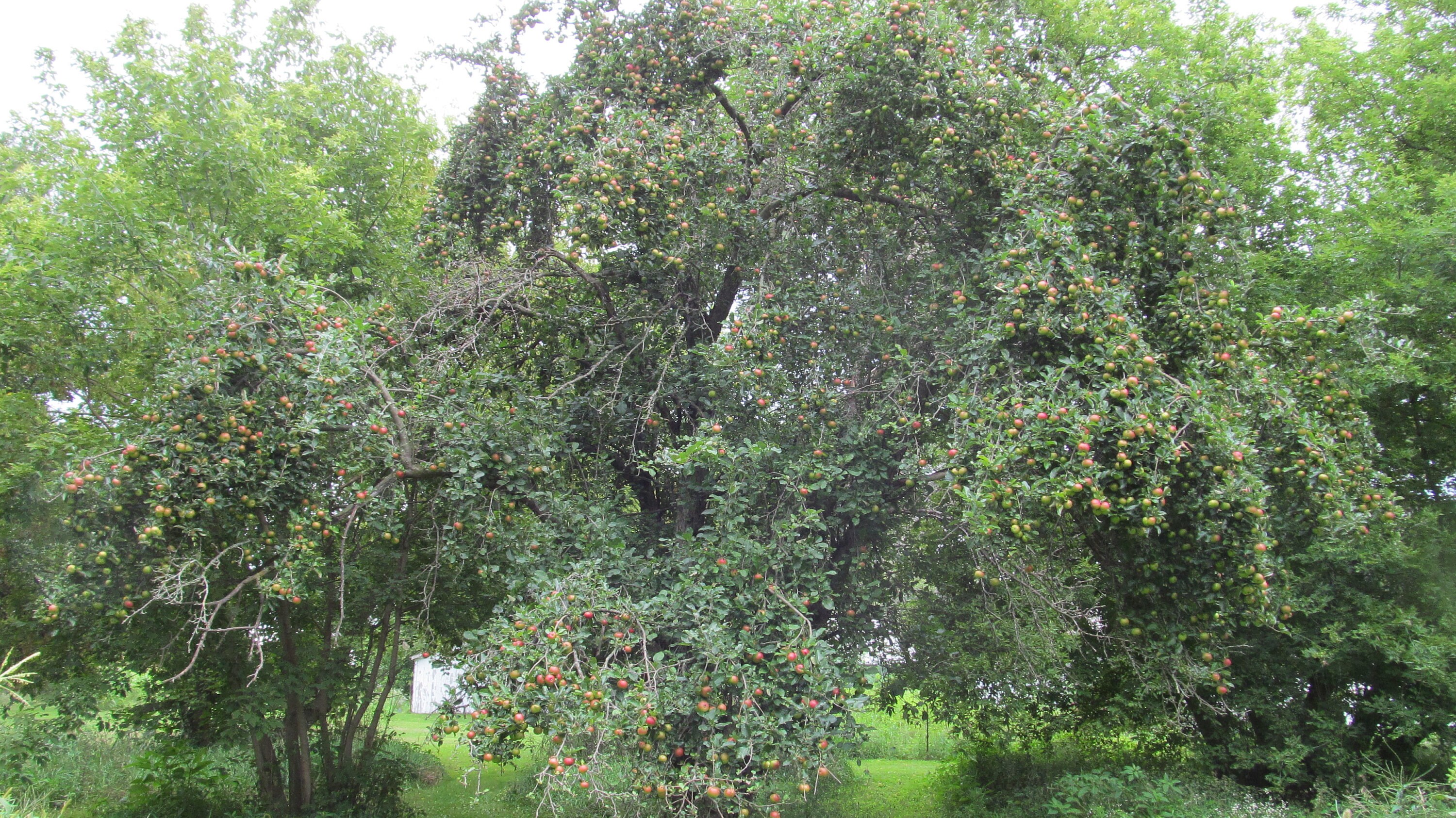 100 Heirloom Apple Seeds From Old Horse Ranch Etsy