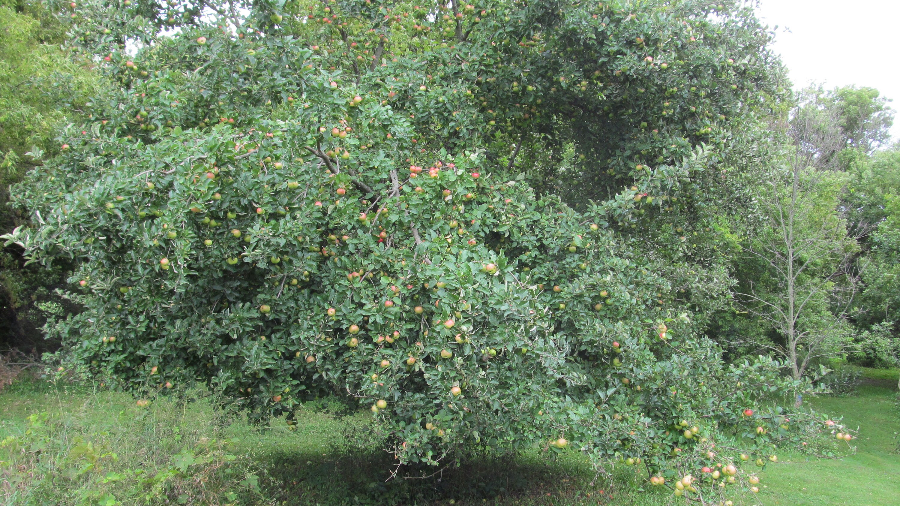 100 Heirloom Apple Seeds From Old Horse Ranch Etsy