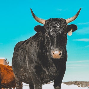 Ranchers paradise mobile Lightroom preset