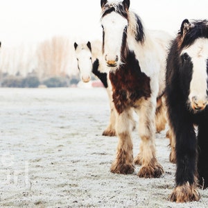 Priory Horses