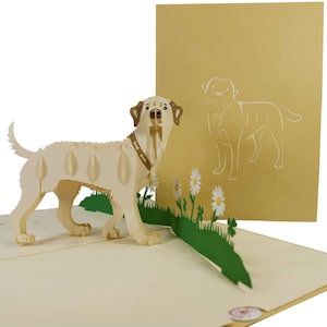 Biglietto pop-up 3D con cane Labrador dorato di CardPop ®