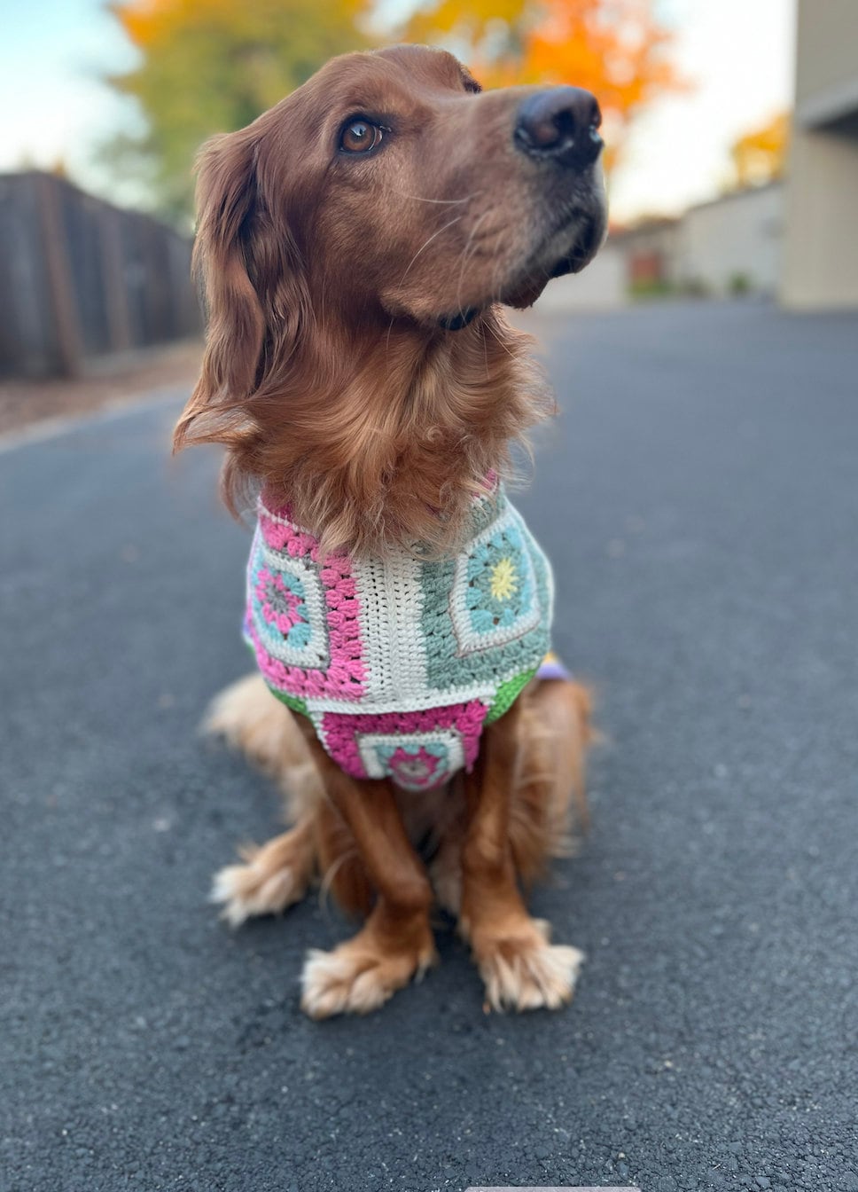 Dog Sweater Nearby
 Granny Square Dog Sweater Pet Sweater Crochet Sweater Etsy
