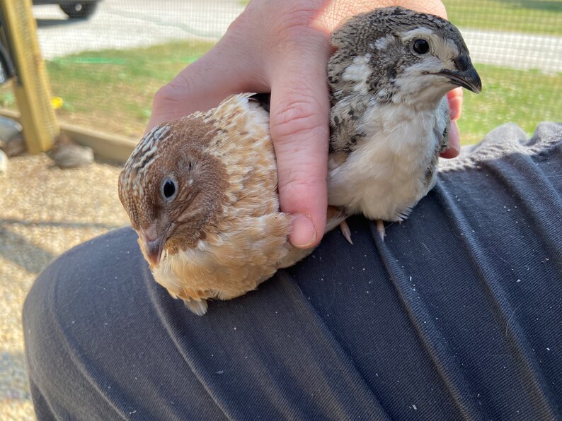 24 Farm Fresh Quail Eggs - Etsy