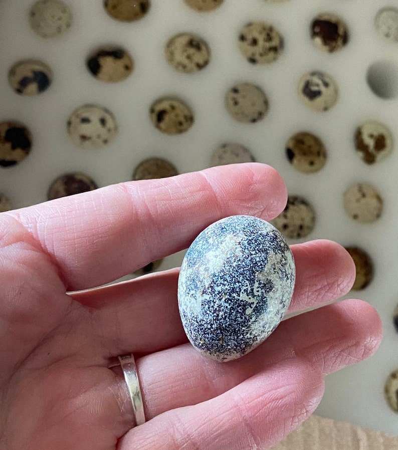 12 Farm Fresh Quail Eggs - Etsy