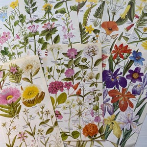 Vintage Wildflower Illustrations: 25 Botanical Book Pages for Junk Journals