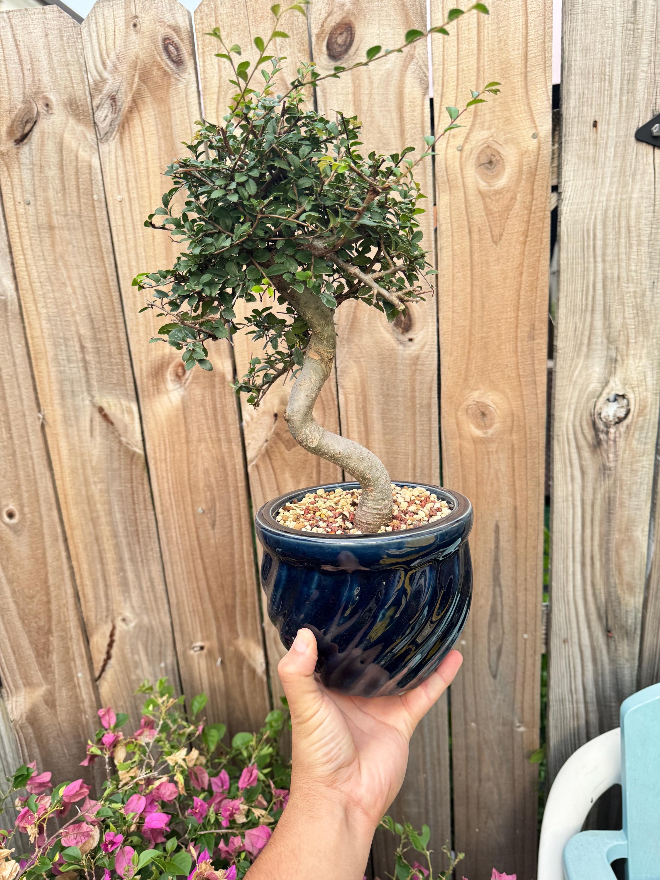 Bonsai Soil for All Bonsai Trees - Etsy