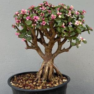 May include: A small bonsai tree in a black pot. The tree has a thick, brown trunk and branches with small, green leaves and clusters of pink flowers. The pot is filled with small pebbles.