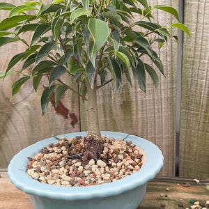 Oriental Ficus Bosai Tree