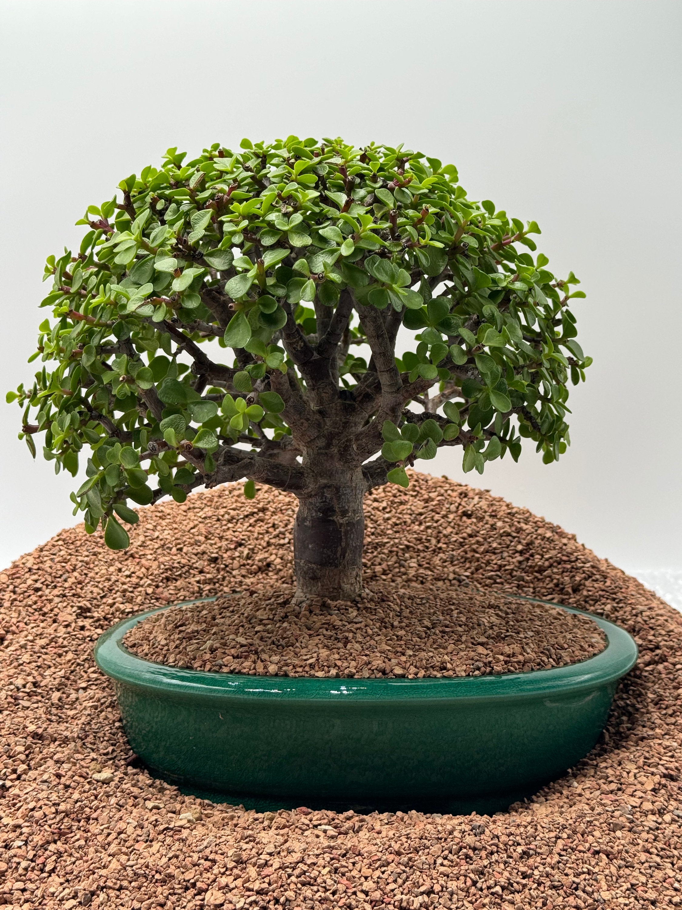 Bonsai soil, recommended substrate mixtures - Bonsai Empire