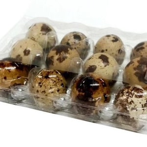 Large Jumbo Quail Egg Cartons 12 Egg Cell 17-28 Gram Eggs! Available in 25, 50, 100, and 250 Packs - Secure Snap Close, Fast Shipping