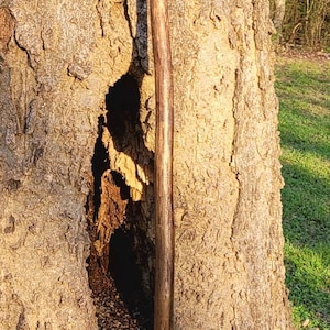 May include: A handcrafted wooden walking stick with a twisted handle. The dark brown wood has a natural grain and is leaning against a tree trunk. The stick is approximately 5 feet long.