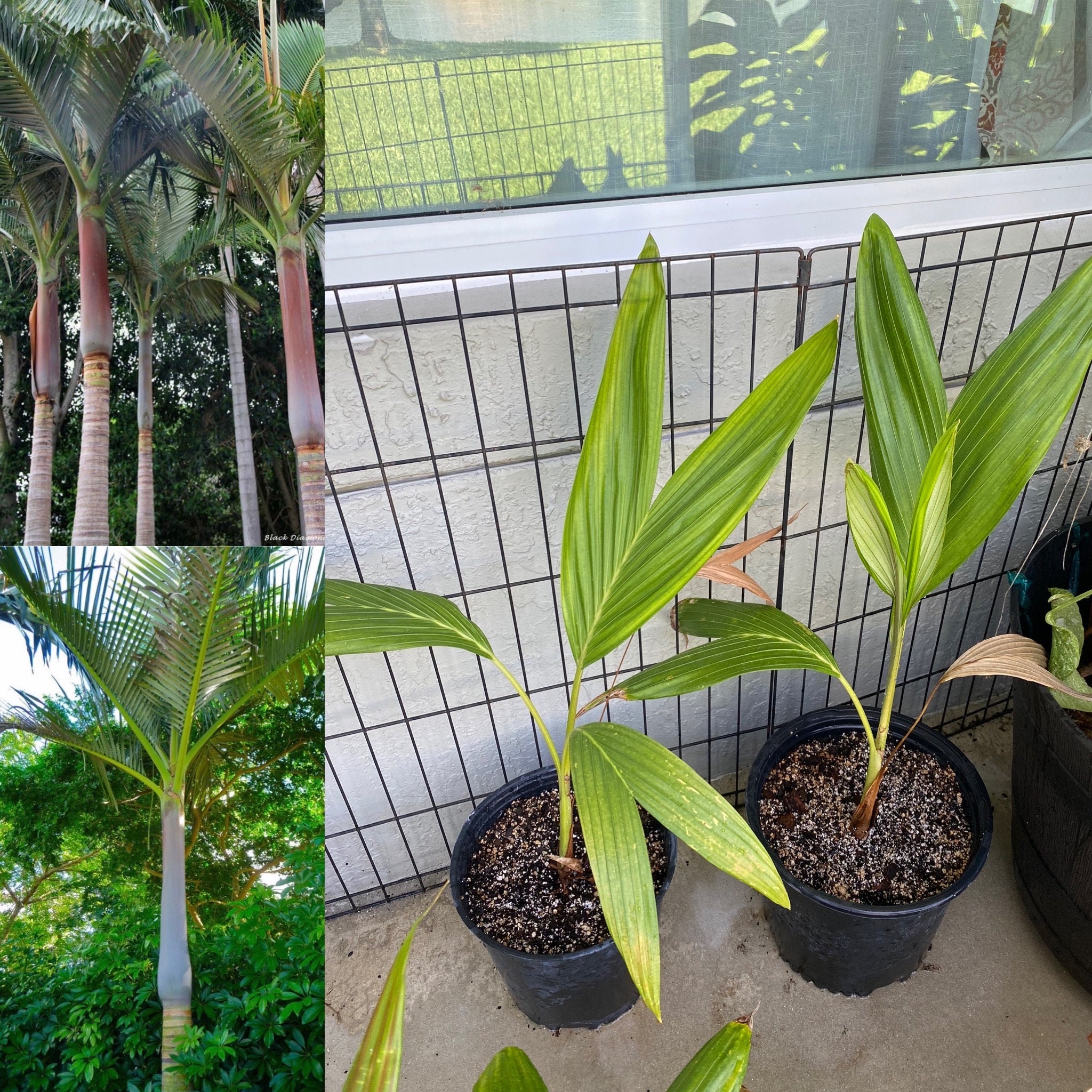 Archontopheonix Purpurea “purple King Palm” Large