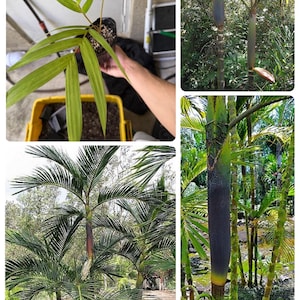 Pinanga philippinensis “Elmers Palm”