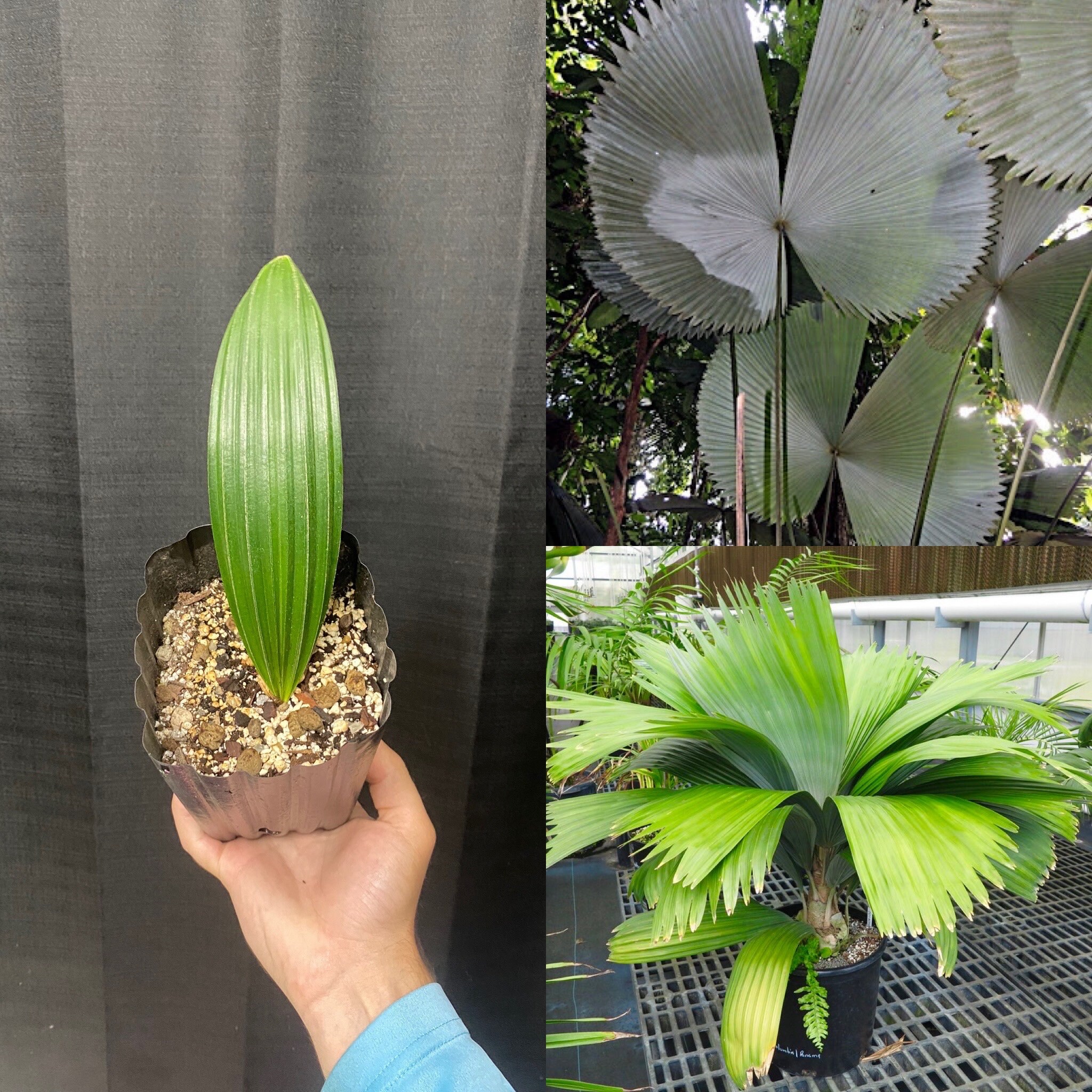 Sabinaria Magnifica “butterfly Palm” *rare*