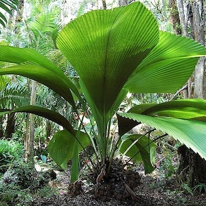 Joey Palm Tree - Etsy