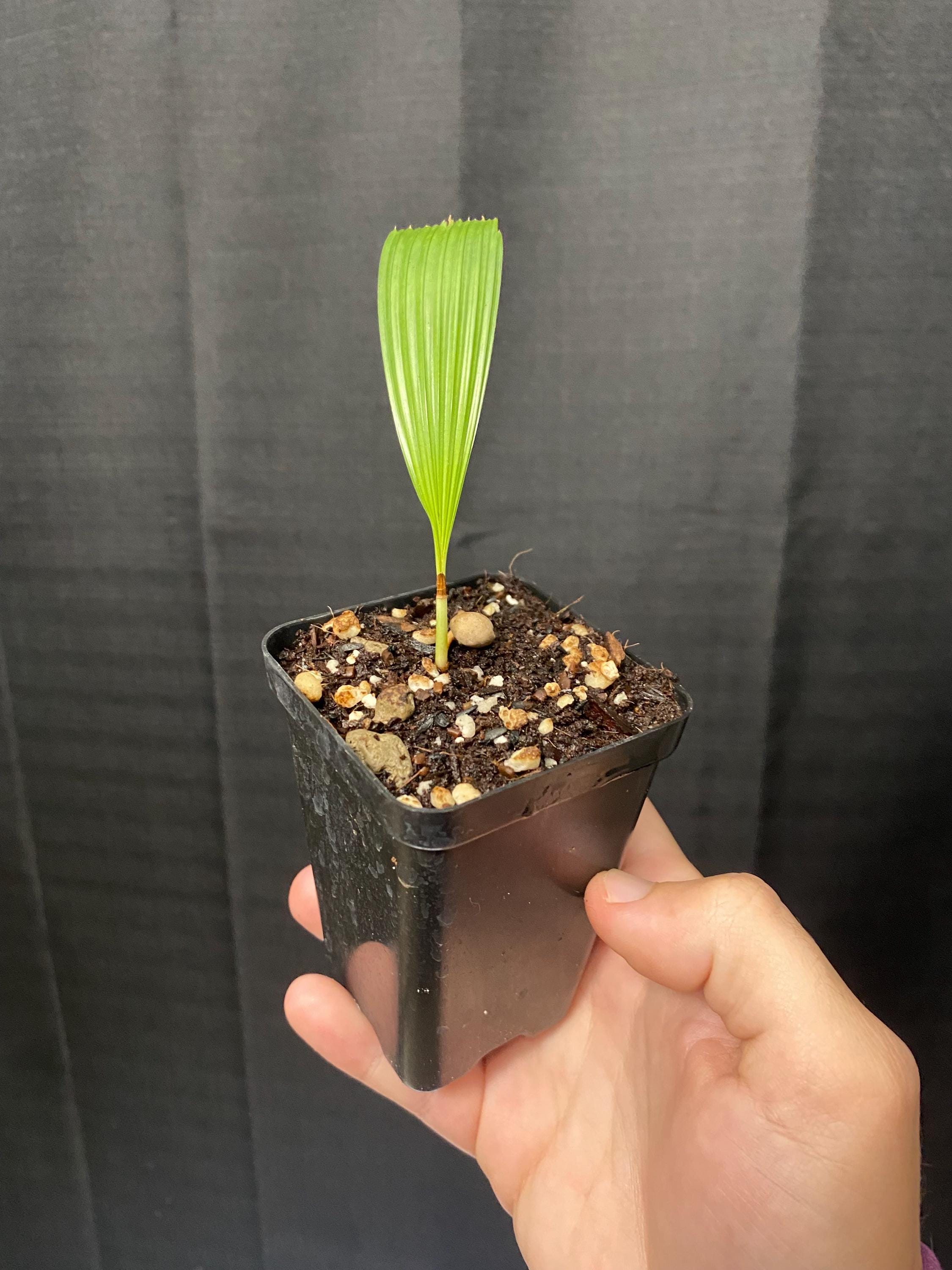 Lanonia Dasyantha “vietnamese Paradise Palm” *rare* - Etsy