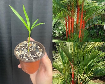 40 Semi Di Palma Cyrtostachys Renda – Conosciuta Come Palma Cera Rossa O Palma Sigillante, Esotica E Rara