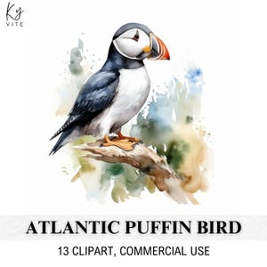 13 Clipart oiseau macareux moine, oiseau floral, clipart aquarelle imprimable, créations en papier, album, journal, haute qualité, téléchargement numérique