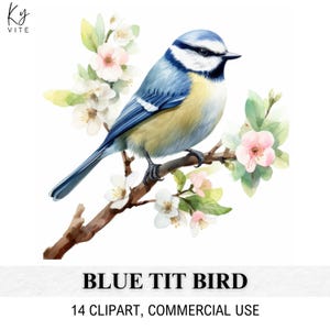14 Clipart oiseau mésange bleue, mésange bleue florale, clipart aquarelle imprimable, créations en papier, album, journal, haute qualité, téléchargement numérique