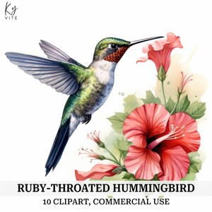 10 clipart de beija-flor de garganta rubi, clipart de aquarela para impressão, artesanato em papel, álbum de recortes, diário, alta qualidade, download digital