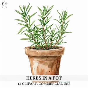 May include: Watercolor illustration of rosemary herbs in a terracotta pot. The green rosemary sprigs are vibrant against the brown pot. The image includes the text "HERBS IN A POT" and "12 CLIPART, COMMERCIAL USE".