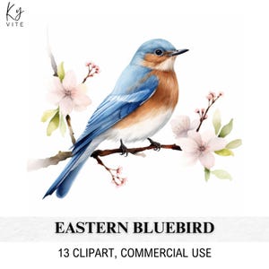 13 Eastern Bluebird clipart, afdrukbare aquarel clipart, papercraft, plakboek, dagboek, kaarten maken, hoge kwaliteit, digitale download