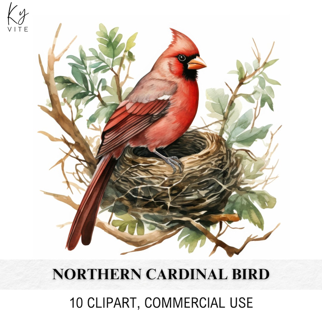 10 Northern Cardinal Bird, Nursery Clipart, Printable Watercolor