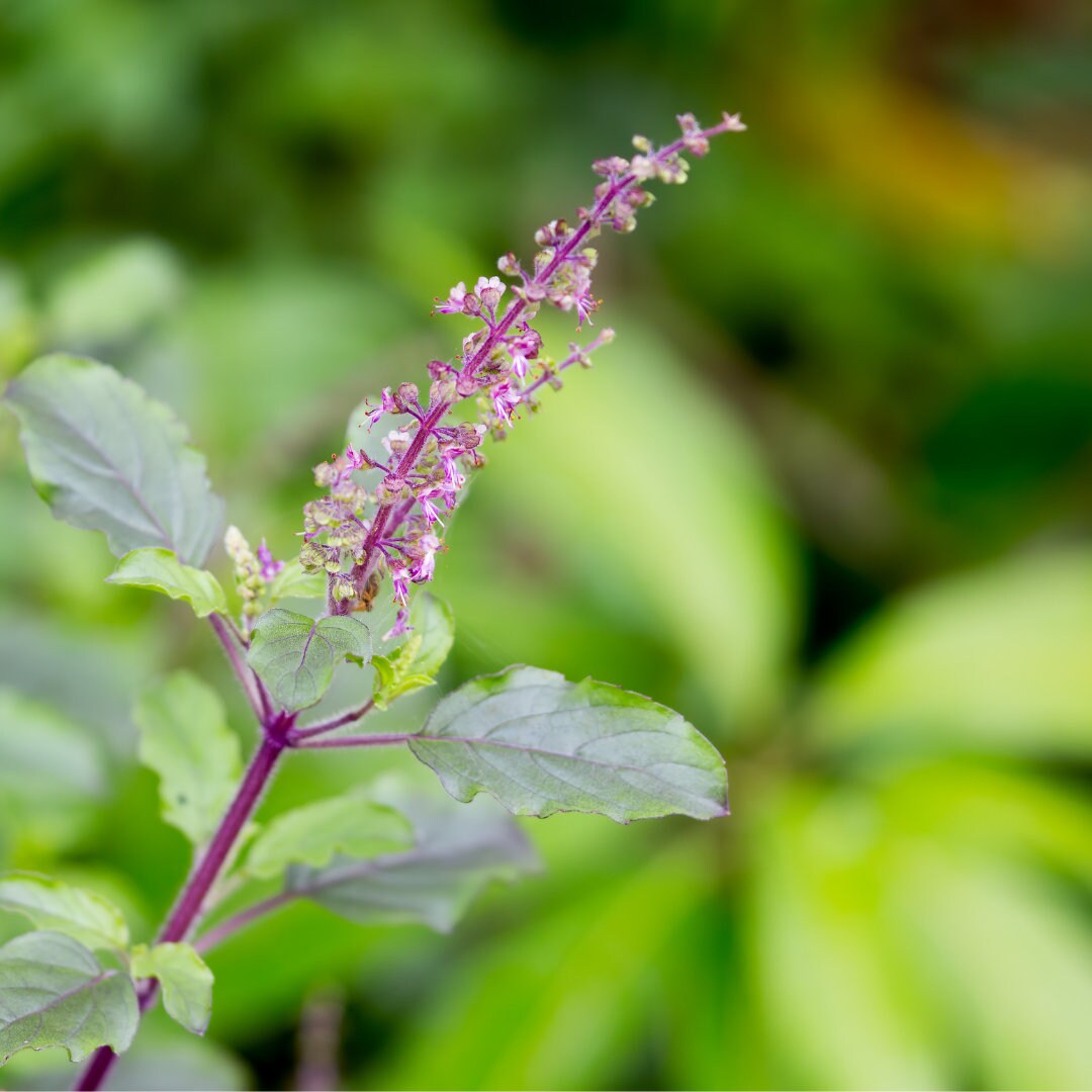 Black Cohosh Tea Menopause & PMS Etsy Sweden