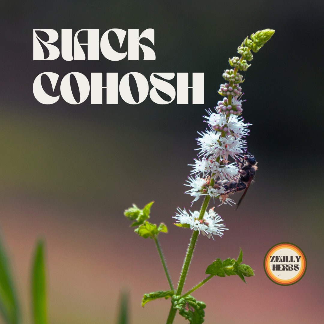 Black Cohosh Tea Menopause & PMS Etsy Sweden