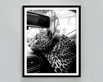 Impresión de una pantera en un coche: fotografía vintage en blanco y negro (descarga digital)