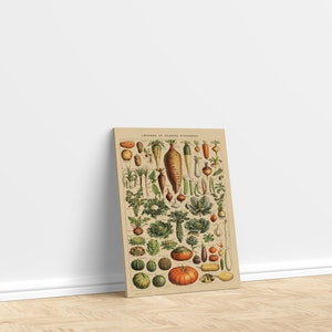 Mooie set van verschillende soorten groenten, vintage Franse kunstprint met genoemde variëteiten