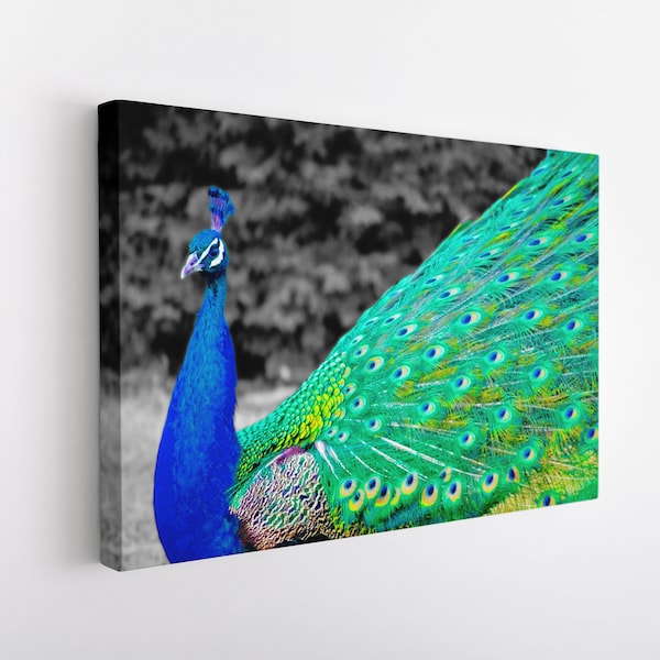 Arte azul pavo real, decoración de pavo real, arte de pavo real indio, conjunto de pared de galería, foto de pavo real, arte emplumado, cartel de pavo real, impresión de vida silvestre