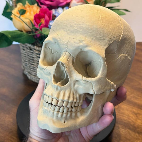 Life Size Human Skull Model | 3D Printed Anatomical Replica, Gothic Decor