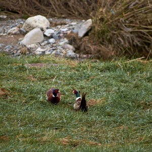 Puede incluir: Un juego de tres tazas de cerámica con acabado mate moteado. Las tazas son de color crema, gris claro y gris oscuro. Cada taza tiene un diseño minimalista, ideal para café o té.