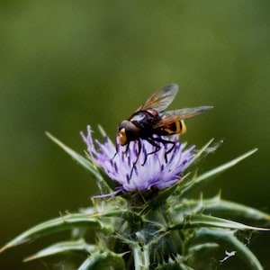 Puede incluir: Primer plano de una abeja posada sobre una flor de cardo púrpura. La abeja tiene un abdomen a rayas negras y amarillas y alas transparentes. La flor tiene hojas verdes espinosas y un fondo verde borroso.