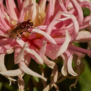 Puede incluir: Primer plano de una flor rosa y blanca con pétalos largos y curvos. Un insecto marrón y negro con marcas amarillas descansa sobre la flor. El centro de la flor es rojo intenso, con un fondo verde borroso.
