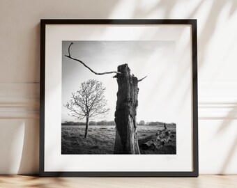 OLD TREE, Richmond Park, Framed Print, 30x30cm, Black and White Photography, Nature