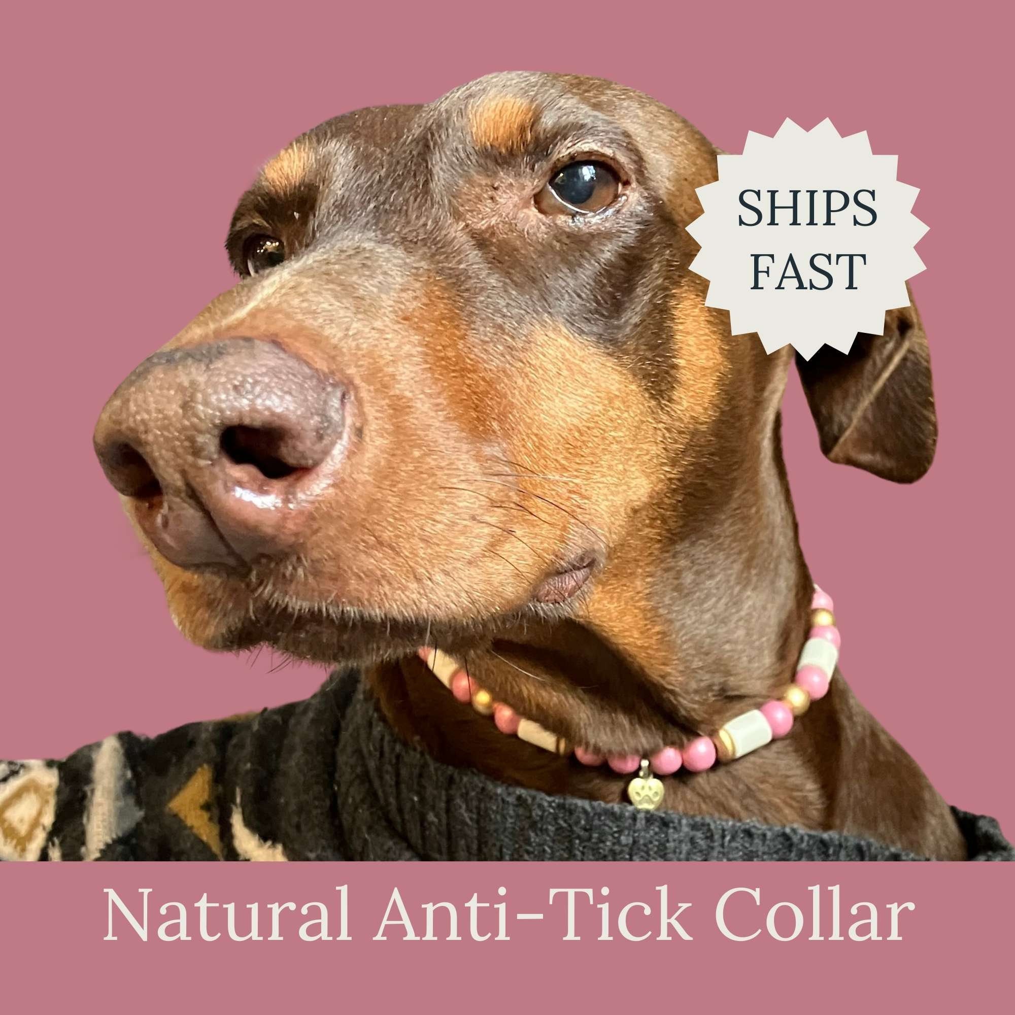 Natural Baltic Amber Tick & Flea Collar for Dogs – AmberCrown