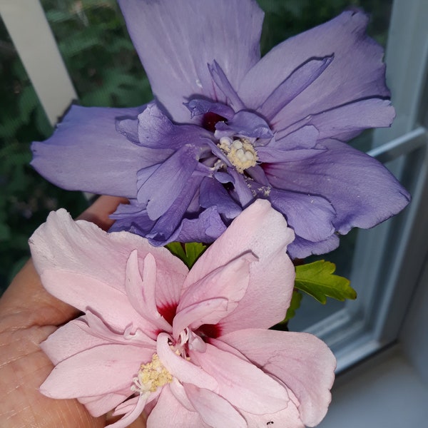 60+ Fresh  Blue or Pink Chiffon Rose Of Sharon Seeds (Double-flower Hibiscus Syriacus, Althea)