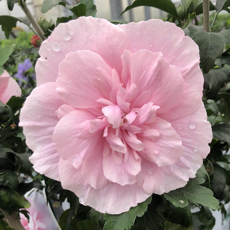 60+ Fresh Pink Chiffon Rose of Sharon Seeds (double-flower Hibiscus ...