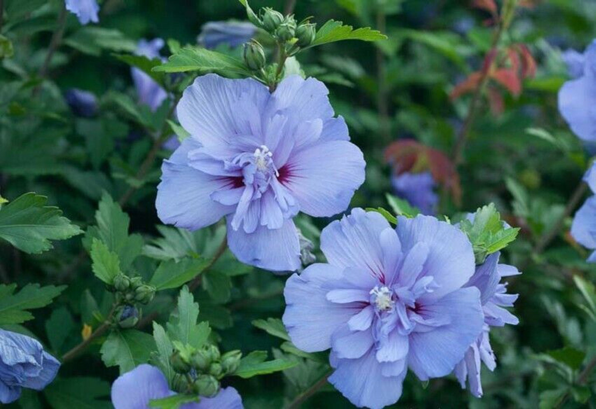 60+ Fresh Blue Chiffon Rose of Sharon Seeds (double-flower Hibiscus ...