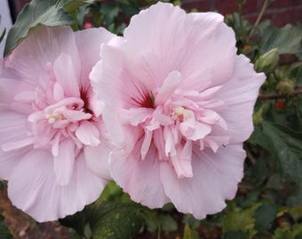 60+ Fresh Blue Chiffon Rose of Sharon Seeds (double-flower Hibiscus ...