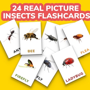 24 schede didattiche di insetti con immagini reali, schede didattiche di minibeast, schede Montessori, download digitale, schede per la scuola materna, insetti animali, stampabili