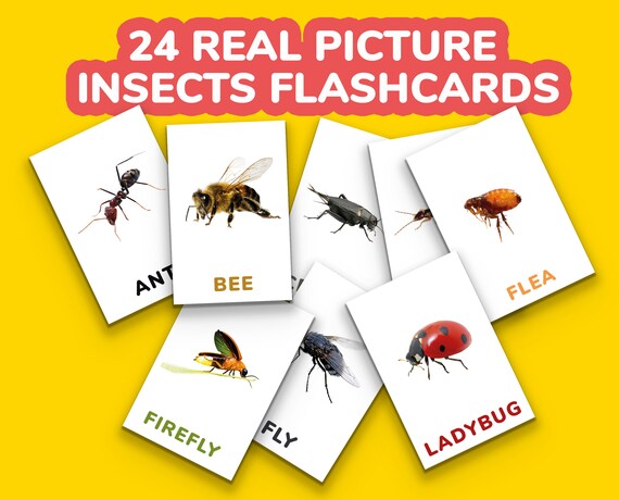 24 Real Picture Insects Flashcards, Minibeast Flashcards, Montessori Cards, Digital Download, Preschool Cards, Insects Animals, Printable