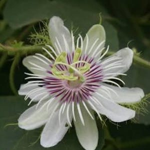 Organic Passiflora Foetida Seeds- stinking passionflower seeds-Red Fruit White Flower