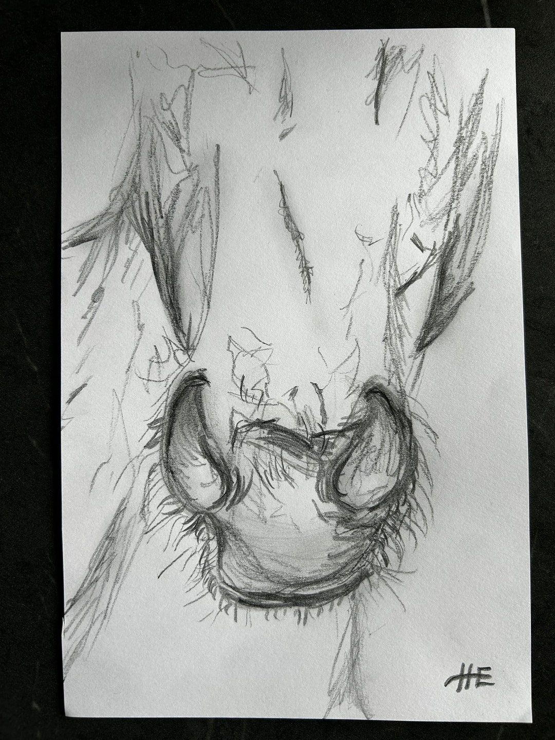 Horses Nose Pencil Drawing A5 Etsy