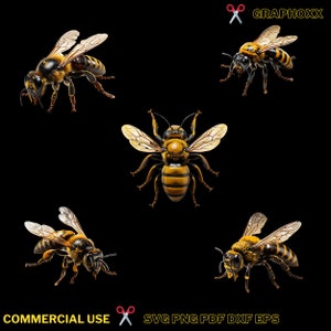 5 Xylocopa africana svg and png. Xylocopa africana svg  is a species of carpenter bee. This species can be found in Central Africa