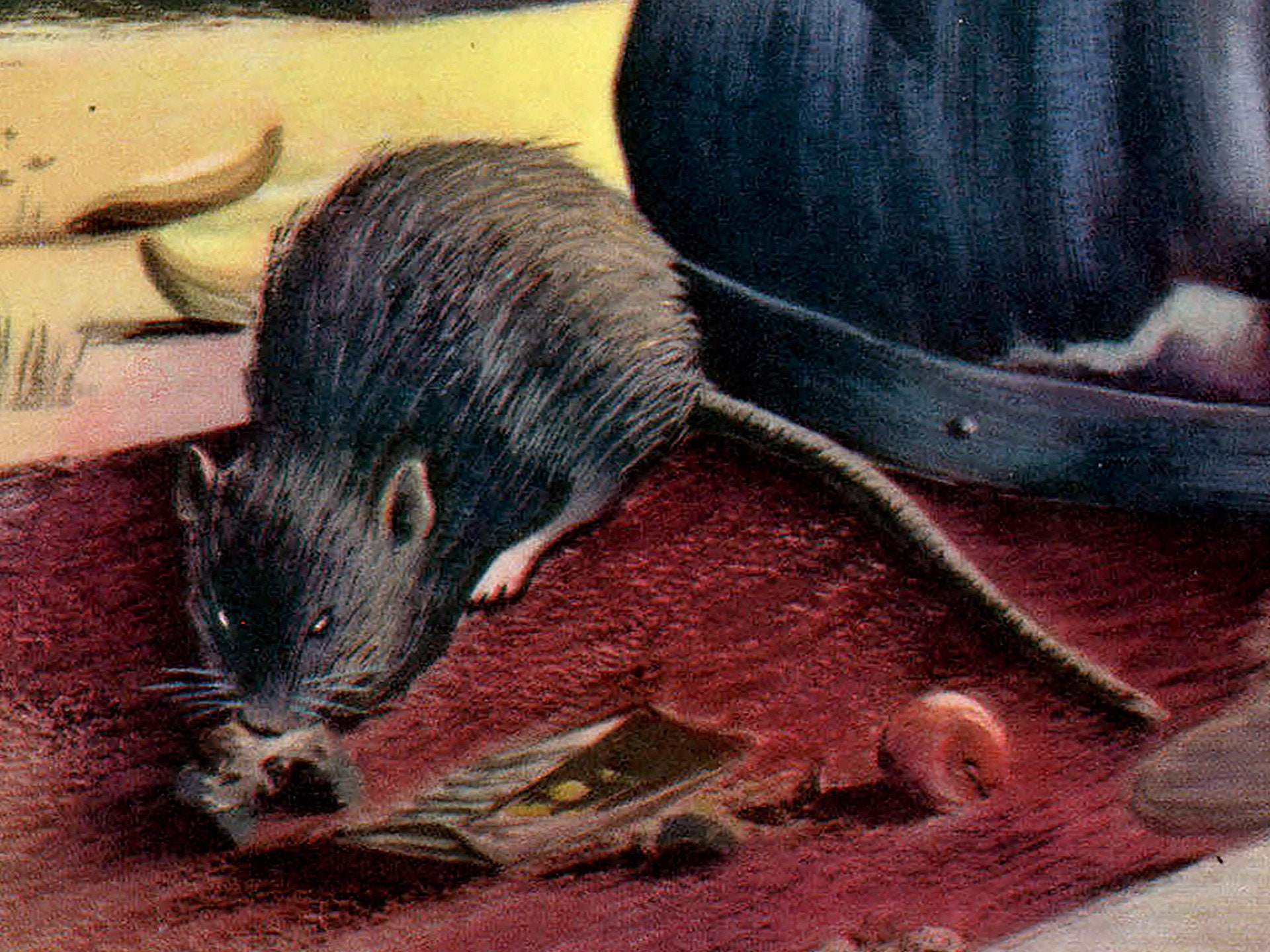 Ww2 Rats 1943