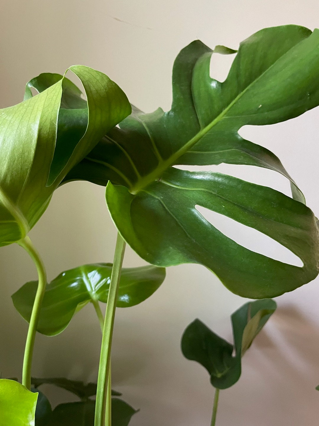 Monstera Swiss Cheese Plant Cuttings Etsy