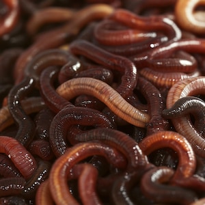 May include: A close-up image of a pile of red and brown earthworms. The worms are wriggling and tangled together.